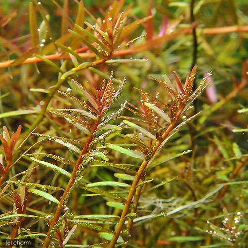 �ʿ���˥饤�եޥ������˥�����sp���쥤��ܡ��ʿ���աˡ�̵�����ˡ�3�ġ�