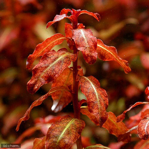 �ʿ���˥饤�եޥ������˥�ɥ������������ͥ���󥷥��ʿ���աˡ�̵�����ˡ�3�ġ�