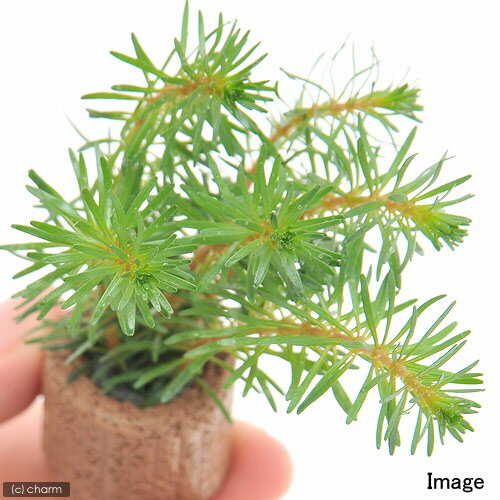 （水草）ライフマルチ（茶）ロタラsp．カンボジア産（水上葉）（無農薬）（1個）