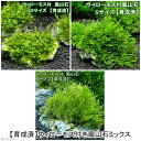 (水草)★育成済★ ウィローモス 風山石 SS・S・M サイズミックス(水中葉)(無農薬)(5個)