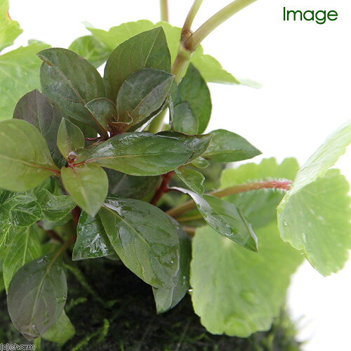 （水草）巻きたて　水草ビギナー　ザ　モスボンサイ（無農薬）（水上葉）