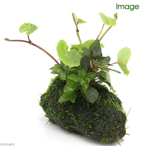 （水草）巻きたて　水草ビギナー　ザ　モスボンサイ（無農薬）（水上葉）
