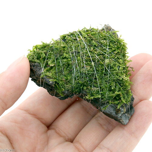 （水草）巻きたて　ウィローモス　風山石小粒（水中葉）（無農薬）（3粒）