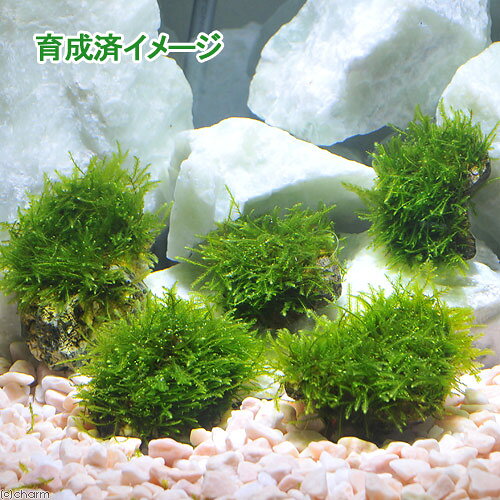 （水草）巻きたて　ウィローモス　風山石小粒（水中葉）（無農薬）（3粒）