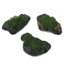 (水草)巻きたて ウィローモス 溶岩石SSサイズ(約5〜8cm)(水中葉)(無農薬)(1個)