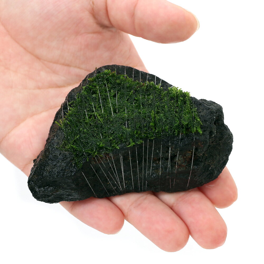 （水草）巻きたて　ウィローモス　溶岩石SSサイズ（約5〜8cm）（水中葉）（無農薬...