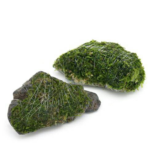 （水草）巻きたて　ジャイアント南米ウィローモス　風山石　SSサイズ（8cm以下）（水中葉）（無農薬）..