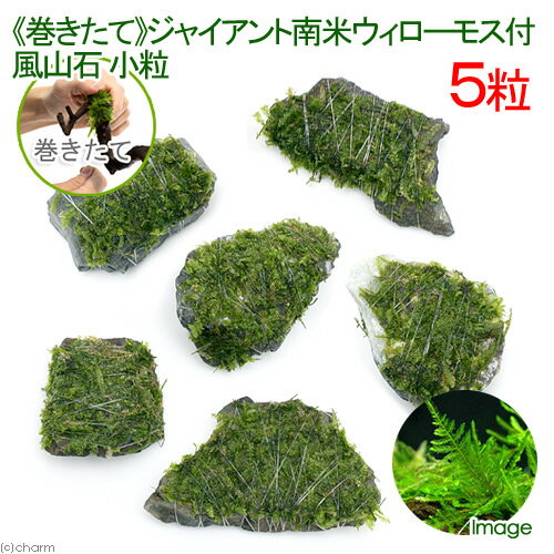 （水草）巻きたて　ジャイアント南米ウィローモス　風山石小粒（水中葉）（無農薬）（5粒）