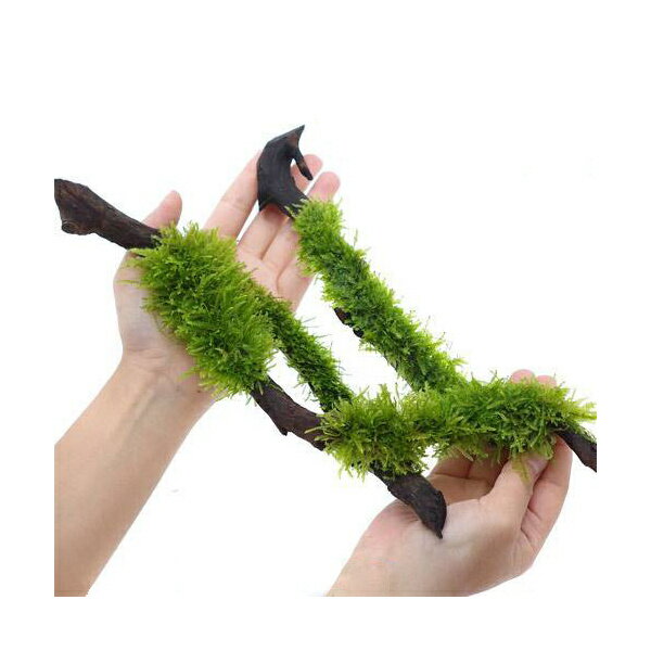 （水草）巻きたて　ジャイアント南米ウィローモス　スティック流木　Lサイズ（約25cm）（水中葉）（無..