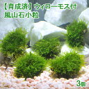 (水草)★育成済★ ウィローモス 風山石小粒(水中葉)(無農薬)(3粒)