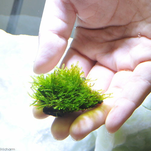 （水草）★育成済★　ウィローモス　風山石小粒（水中葉）（無農薬）（3粒）