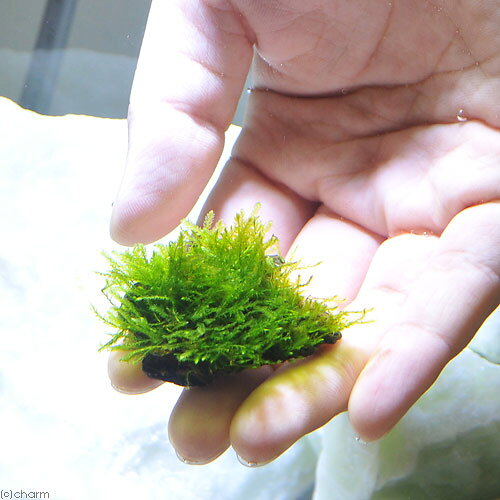 （水草）★育成済★　ウィローモス　風山石小粒（水中葉）（無農薬）（5粒）