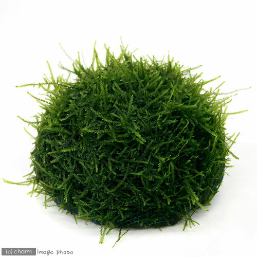 (水草)★育成済★ モスムーン(ウイローモス)Sサイズ(水中葉)(無農薬)(1個)
