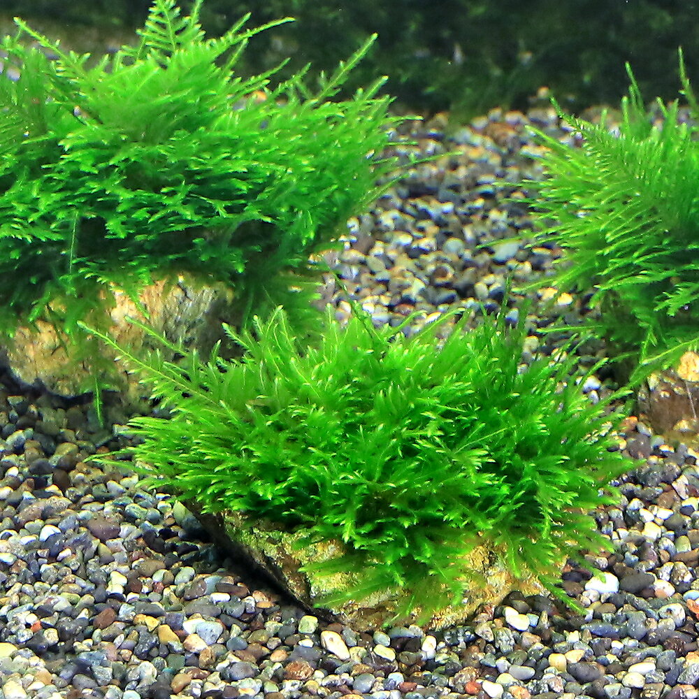 （水草）★育成済★ ジャイアント南米ウィローモス 風山石 SSサイズ（8cm以下）（水中葉）（無農薬）（3個）