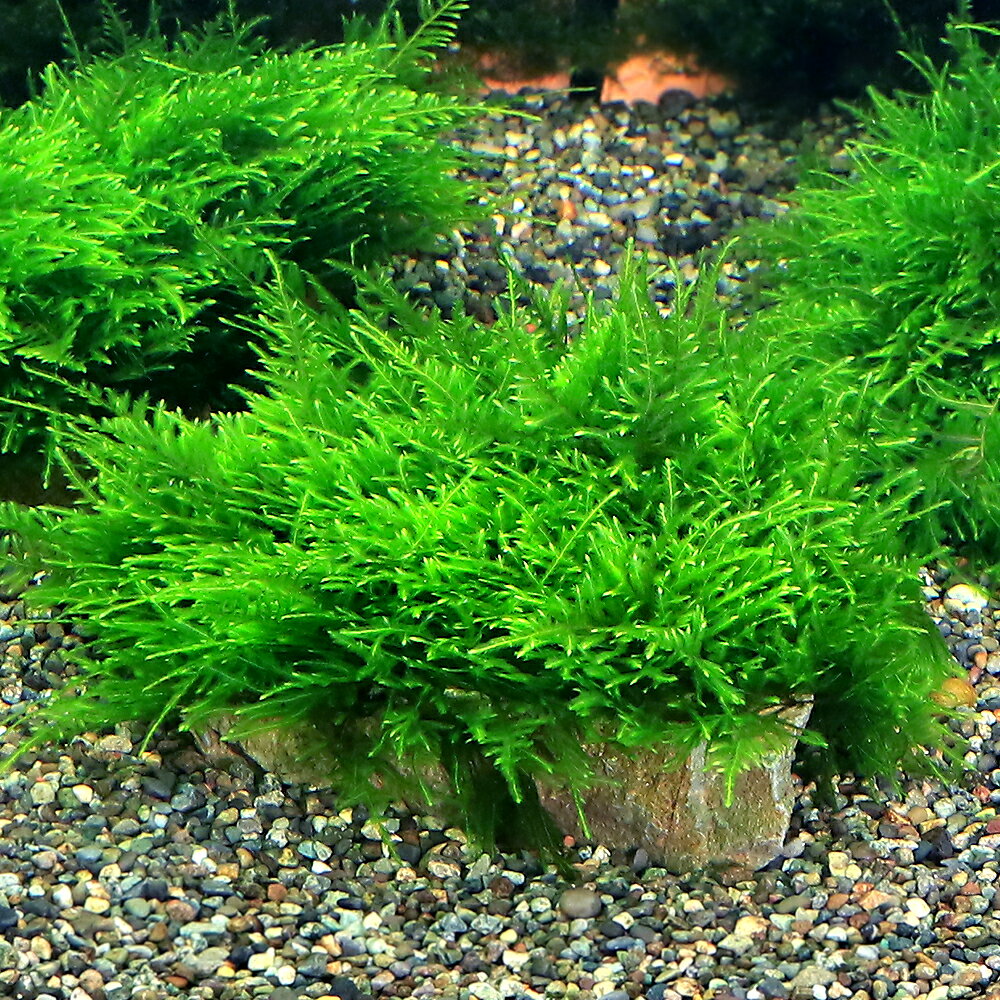 （水草）★育成済★ ジャイアント南米ウィローモス 風山石 Mサイズ（約14cm）（水中葉）（無農薬）（3個）