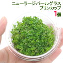 (水草)ニューラージパールグラス(水上葉)プリンカップ(無農薬)(1個)