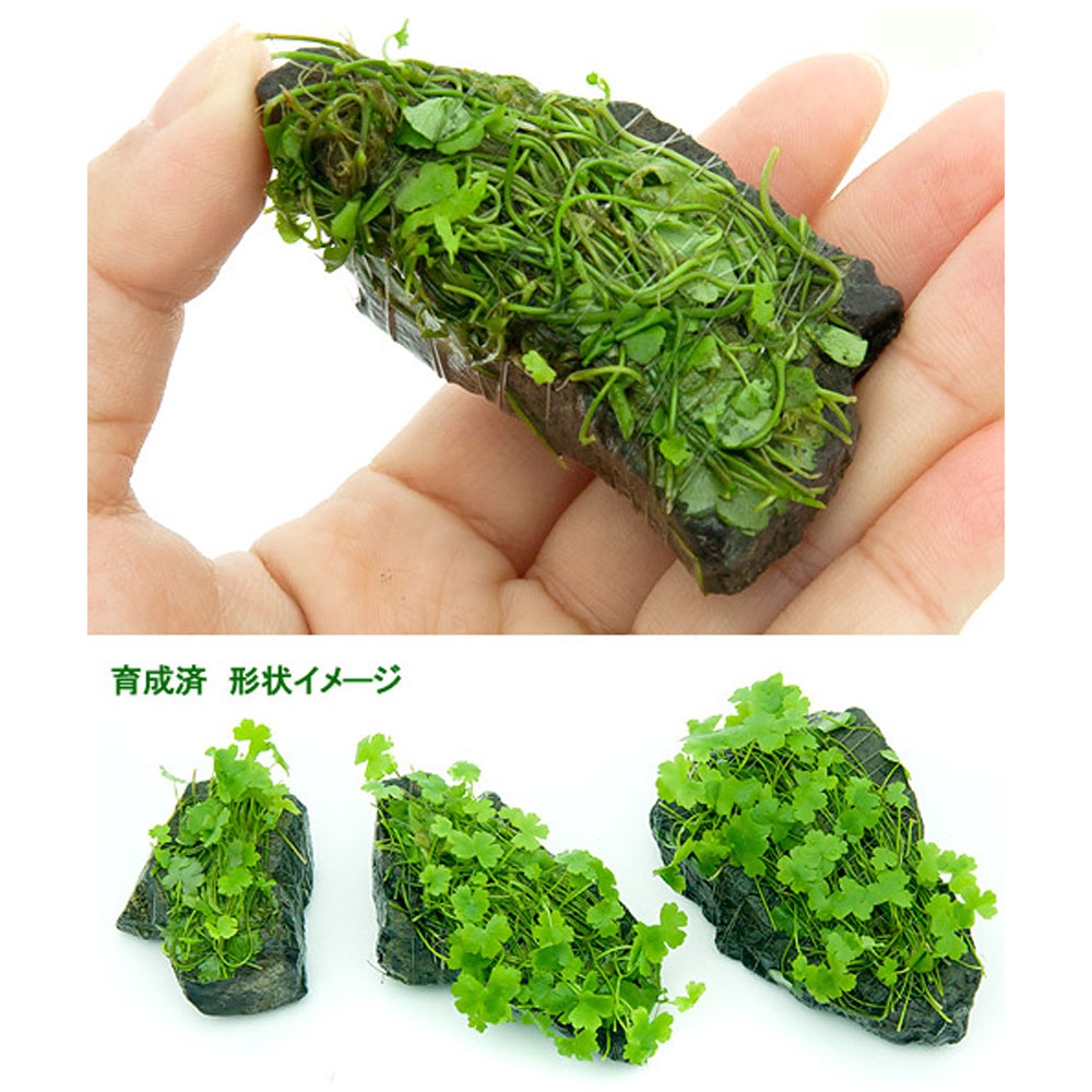 （水草）巻きたて　オーストラリアン　ノチドメ付き風山石　SSサイズ（8cm以下）（...
