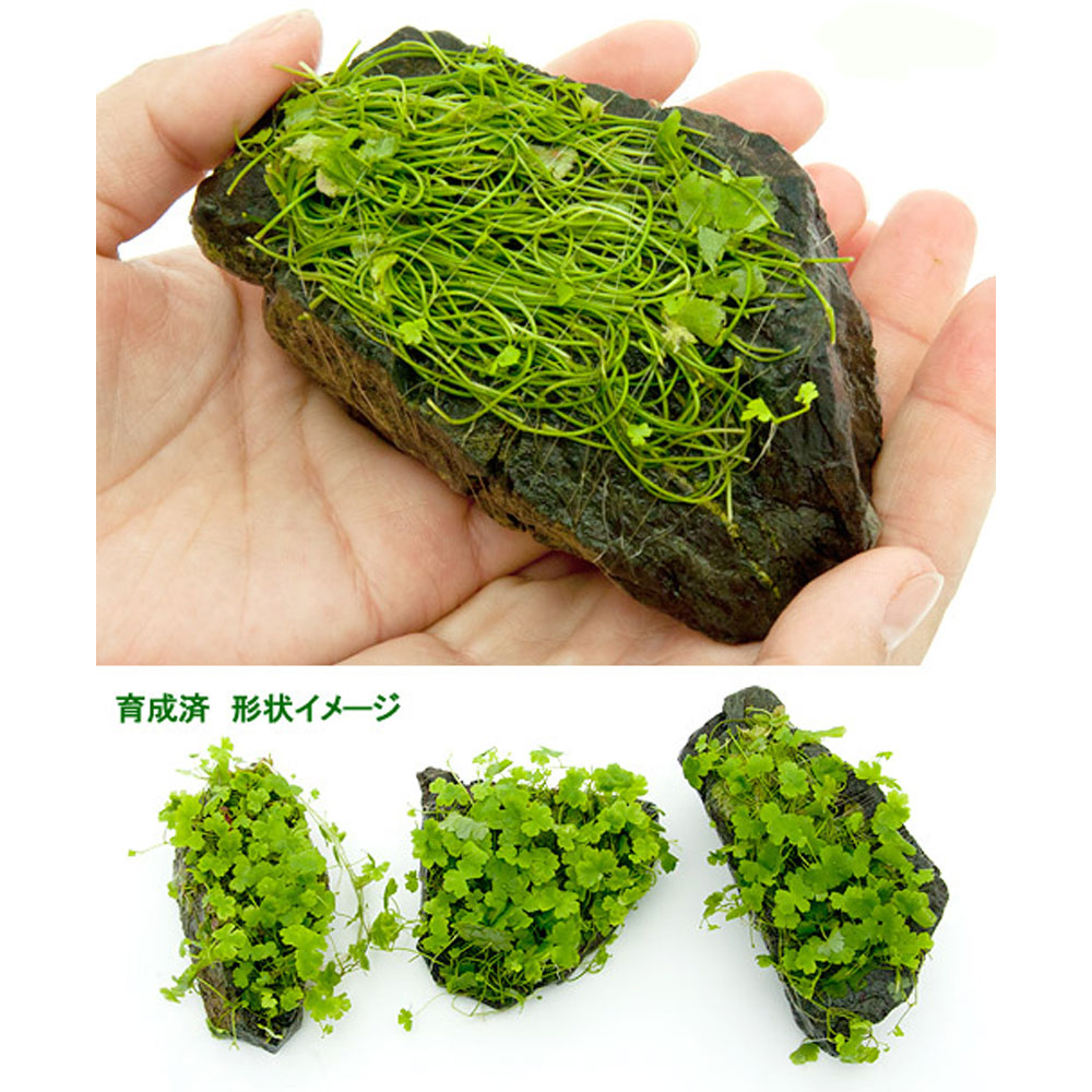 （水草）巻きたて　オーストラリアン　ノチドメ付き風山石　Sサイズ（約10cm）（水...