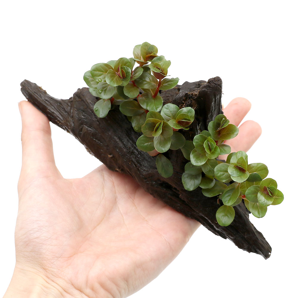 �ʿ���˥����顡���ȥ�ǥ��ե��ꥢ���٥ȥʥࡡH��ra�ʿ���ա�ή���ա�S����������15cm�ˡ�̵�����ˡ�1�ܡ�