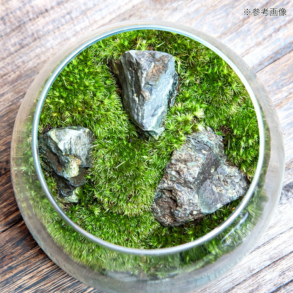 �ʴ��տ�ʪ��GEX�����饹�������ꥦ�ࡡ�ɥ��åס������С��쥤�����ȴ����ʡ�1�ġ�