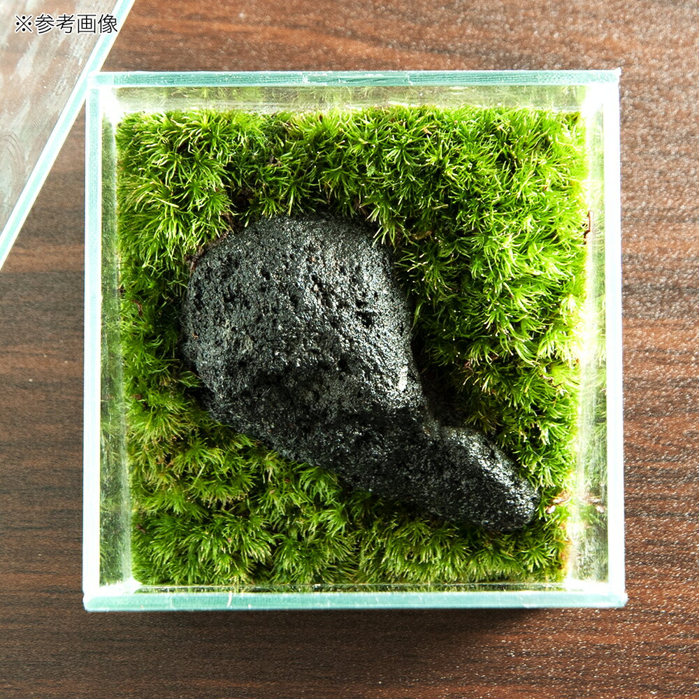 �ʴ��տ�ʪ��GEX�����饹�ƥꥢ���ե��åȡ�100CUBE�������ϴ��С��쥤�����ȴ����ʡ�1�ġ�