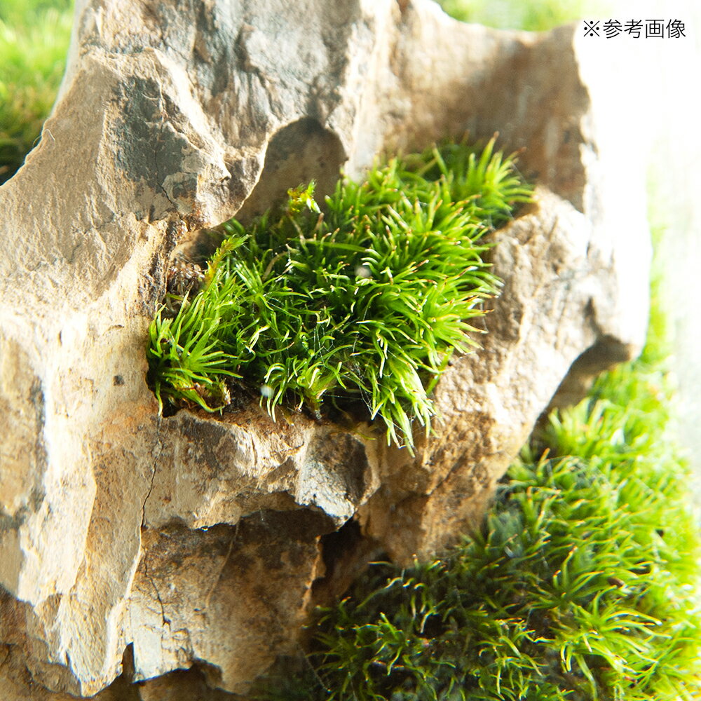 （観葉植物）GEX　グラステリア　フィット　100CUBE　気孔石　レイアウト完成品（1...