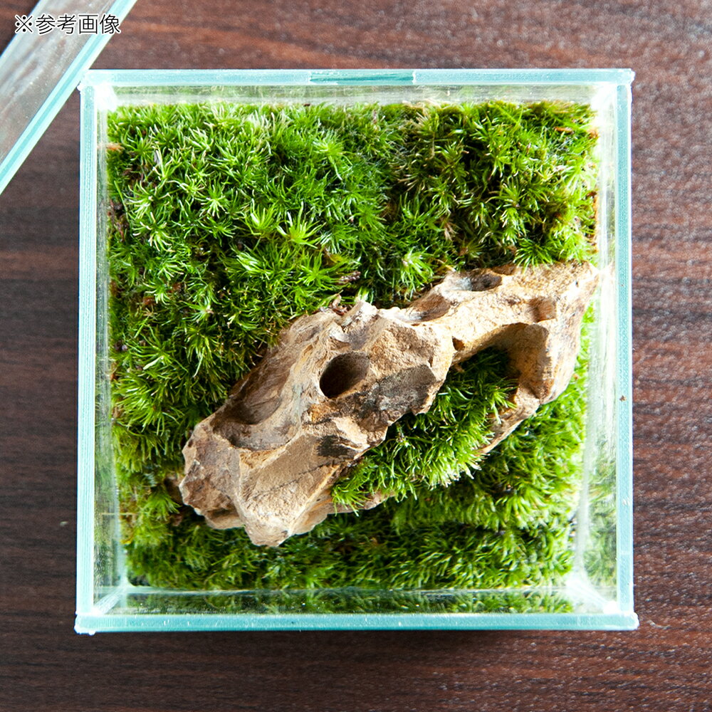 �ʴ��տ�ʪ��GEX�����饹�ƥꥢ���ե��åȡ�100CUBE�������С��쥤�����ȴ����ʡ�1�ġ�