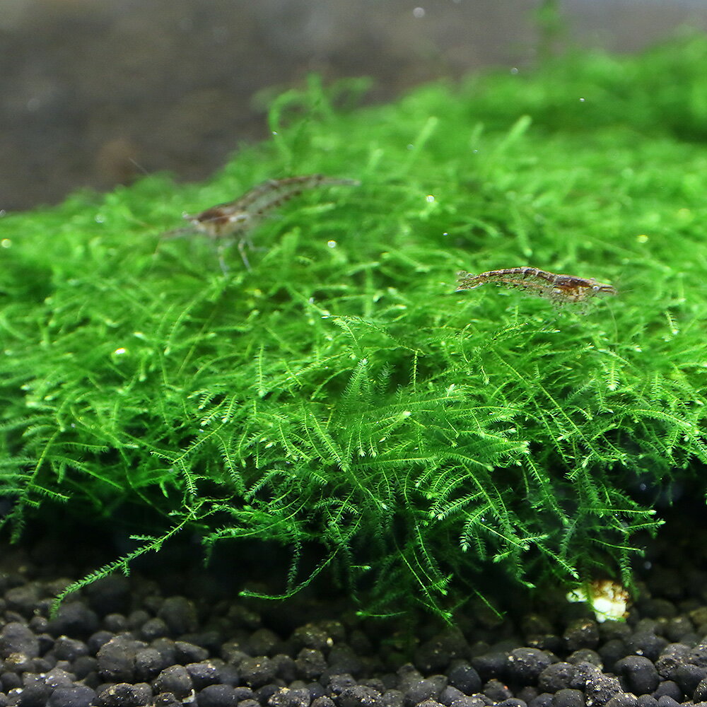 （水草）巻きたて　ウィローモスsp．ナロー　枝状流木　Mサイズ（20cm〜）（水中葉）（無農薬）（1本） 3