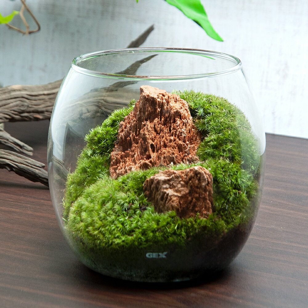 （観葉植物）GEX　グラスアクアリウム　ドロップ　木紋岩　レイアウト完成品（1個）