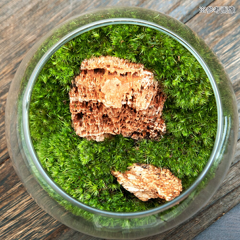 �ʴ��տ�ʪ��GEX�����饹�������ꥦ�ࡡ�ɥ��åס�����䡡�쥤�����ȴ����ʡ�1�ġ�