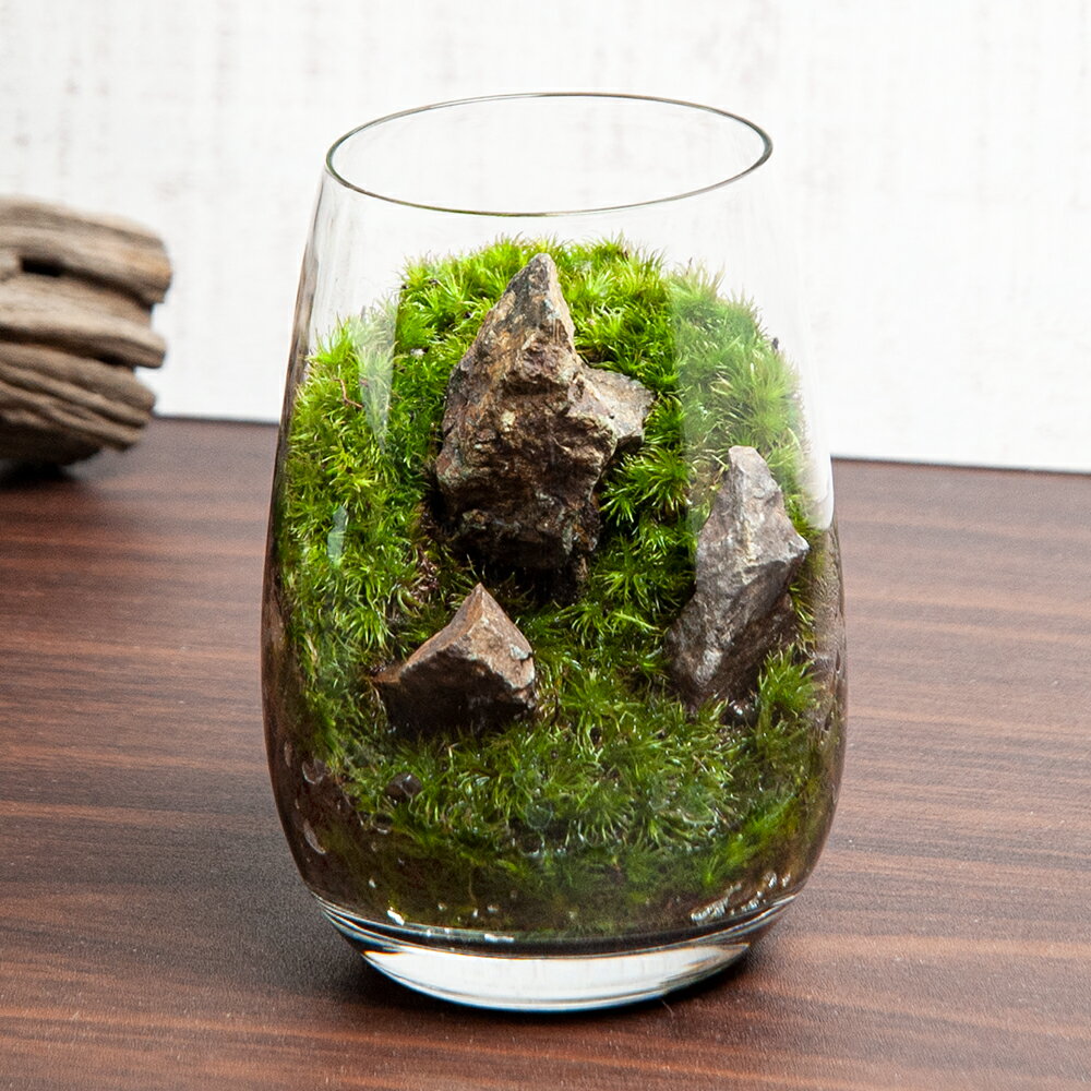 （観葉植物）苔テラリウム　風山石　グラス　レイアウト完成品（1個）　コケテラリウム　苔テラ　コケテラ　苔　インテリア