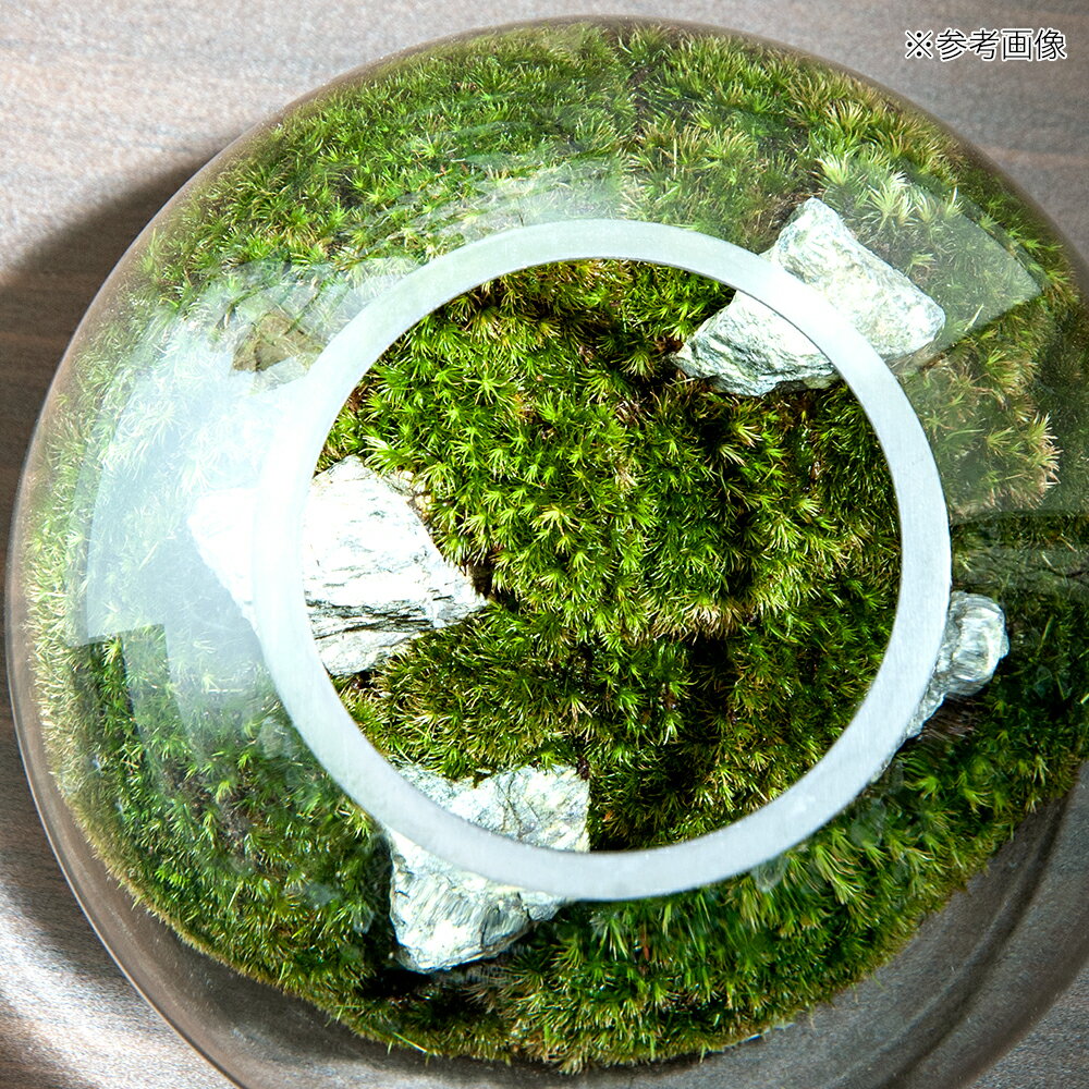 �ʴ��տ�ʪ��GEX�����饹�������ꥦ�ࡡ���ե����������С��쥤�����ȴ����ʡ�1�ġ�