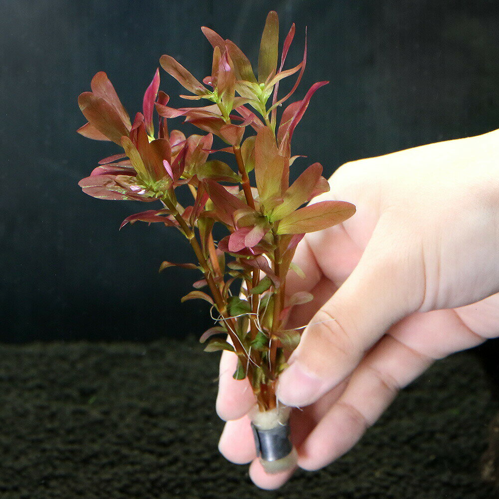 水槽で映える鮮やかな赤系水草！（水草）半水中葉　ロタラ　ロトンディフォリア　レディッシュ　鉛巻き（無農薬）（1個）発送サイズ（個）約15cm　前後 ※植物の高さは含まれません。残留農薬状態無農薬別名−学名（※）Rotala　sp. （※）…改良品種や学名が不明の種は流通名での記載の場合があります。分類ミソハギ科（Lythraceae）キカシグサ属（Rotala）分布アジアどんな種類？東南アジアからの入荷で、ロトンディフォリアの一種になります。 ロトンディフォリアよりも赤みは強く、全体が真っ赤になります。 外部式フィルターを使用し、魚が十分にいる水槽であればCO2や肥料の添加も必要ありません。 底床も砂利系、ソイル系どちらでも育ちます。とにかく簡単に赤系の水草を育ててみたいと言う人には是非お勧めの水草です。 育成難易度は低いながら、環境によって明るい緑〜うっすらと赤みを帯びる姿は美しく、水草を育てる楽しみと有茎草の管理の基本を学ぶには最適な種類と言えます。 育成方法はロトンディフォリアに準じます。 外部式フィルターの使用と60cm水槽で2400lm以上の光量があればその他の条件については殆ど要求しません。 上部式フィルターでもCO2を逃がさないように工夫をすれば、育てることが可能です。 肥料分が豊富で、光量も高いと赤みが強くなる傾向があります。 またこのような環境下では成長も早く、差し戻しを繰り返せば見る見るうちに数を増やすことができます。育成要件＆データ育成難易度　→　★★☆☆☆ 光量　　　　　→　60cm20W3灯以上（2400lm〜） CO2　　　　 →　1滴／4秒（60cm標準水槽相当） pH　　　　　　→　5〜7pH GH　　　　 　 →　0〜6 kH　　　　　　→　0〜6 温度　　　　　→　20〜28度 底砂　　　　　→　ソイル、砂、大磯、 植栽位置　　→　前□□■■■後 草姿　　　　　→　有茎草 最大草姿　　→　横3cm　高さ50cm 生長速度　　→　速め 増殖方法　　→　差し戻し、枝わかれ ※…育成環境は一例です。必ずしもこの環境下であれば育つことを確約するものではございません。注意※1個あたり5本での出荷となります。また育成環境や、成長の度合いにより最大サイズは異なります。（エビ）ミナミヌマエビ（20匹）（＋1割おまけ）　北海道・九州航空便要保温アクロ　TRIANGLE　LED　GROW　300　1000lm　30cm水槽　照明　水草育成　熱帯魚　アクアリウム　ライト（熱帯魚）オトシンクルス（3匹）　北海道・九州航空便要保温（熱帯魚）サイアミーズ・フライングフォックス（4匹）　北海道・九州航空便要保温（エビ）お一人様1点限り　無選別　レッドビーシュリンプ　赤白バンド（10匹）（＋1割おまけ）　北海道・九州航空便要保温Plants　Green　プランツグリーン　250ml　（水草の栄養液）Fe　Energy（エフイーエナジー）　アクア　濃縮タイプ　20mL　（水草の栄養液）アクロ　化学反応式CO2ジェネレーターセット　クエン酸重曹付属　水草育成 … 熱帯魚　有茎　水草　後景草　中景草　赤い　水草赤い　ロタラ　ロトンジフォリア　レディッシュ　赤系　ロターラ　ロトンディフォリア　有茎草　ミソハギ科　Lythraceae　キカシグサ属　Rotala　47house　レイアウト　2022zenki　YF　y21m12　20211227　seitairk0324　mizuksrk0324　point5wplants■この商品をお買い上げのお客様は、下記商品もお買い上げです。※この商品には付属しません。■（エビ）ミナミヌマエビ（20匹）（＋1割おまけ）　北海道・九州航空便要保温アクロ　TRIANGLE　LED　GROW　300　1000lm　30cm水槽　照明　水草育成　熱帯魚　アクアリウム　ライト（熱帯魚）オトシンクルス（3匹）　北海道・九州航空便要保温（熱帯魚）サイアミーズ・フライングフォックス（4匹）　北海道・九州航空便要保温（エビ）お一人様1点限り　無選別　レッドビーシュリンプ　赤白バンド（10匹）（＋1割おまけ）　北海道・九州航空便要保温Plants　Green　プランツグリーン　250ml　（水草の栄養液）Fe　Energy（エフイーエナジー）　アクア　濃縮タイプ　20mL　（水草の栄養液）アクロ　化学反応式CO2ジェネレーターセット　クエン酸重曹付属　水草育成