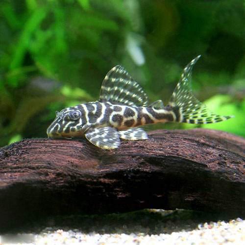 （熱帯魚）ゴールデンキングロイヤル・ペコルティア　Sサイズ（ブリード）（1匹）　北海道・九州航空便要 ...