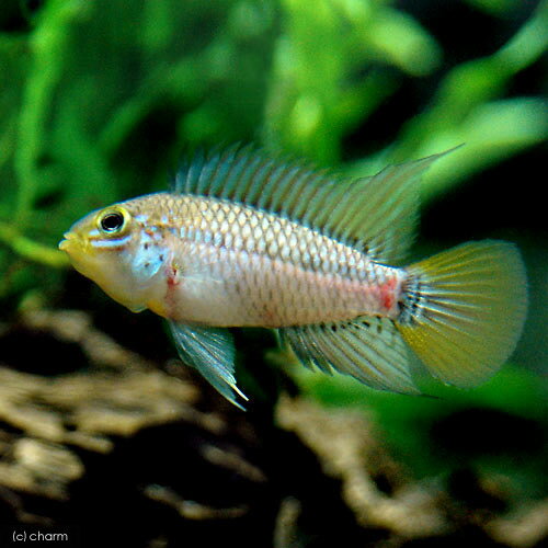 （熱帯魚）アピストグラマ・エウノータス（1ペア）　北海道・九州航空便要保温