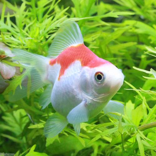 Goldfishes - （国産金魚）福ダルマ（1匹）