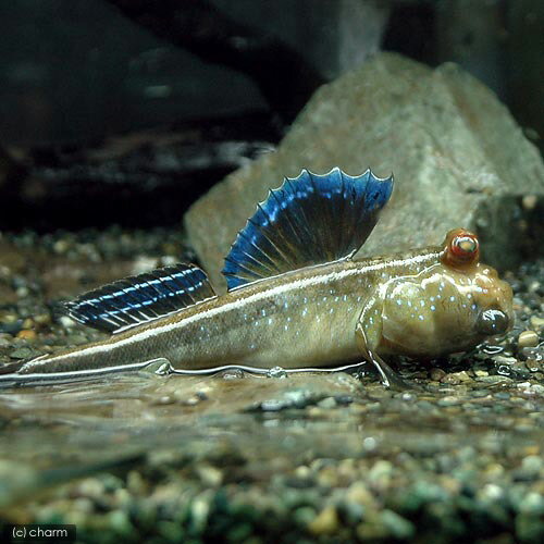 Goby - （熱帯魚）アフリカン・マッドスキッパー（1匹）　北海道・九州航空便要保温