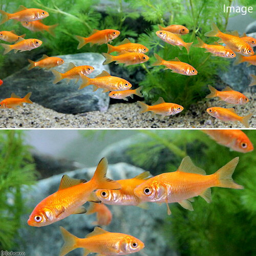 （国産金魚）死着保証なし　生餌　小赤　エサ用金魚　大和郡山産（30匹）　エサ金...