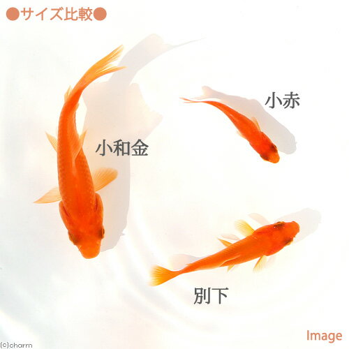 （国産金魚）死着保証なし　生餌　小赤　エサ用金魚　大和郡山産（30匹）　エサ金...