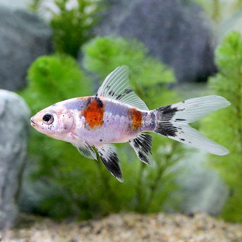 （国産金魚）メタリック朱文金（1匹）