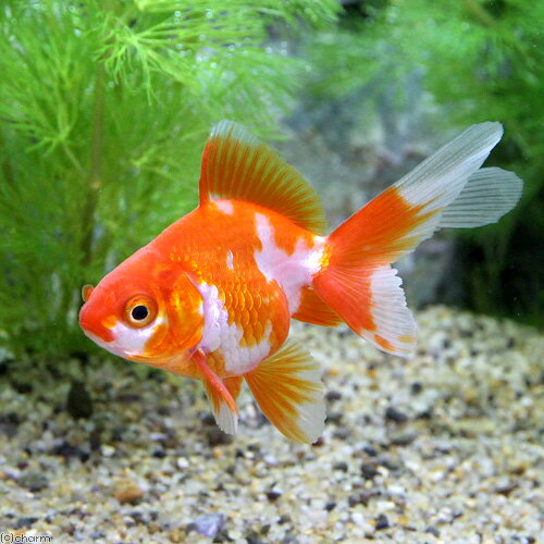 Goldfishes - （国産金魚）更紗琉金（10匹）