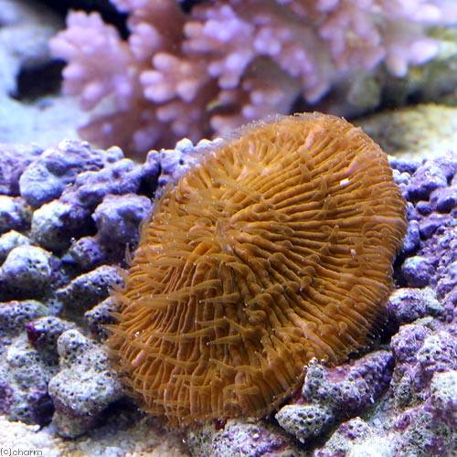 （サンゴ）クサビライシ　オレンジ（1個）　海水魚
