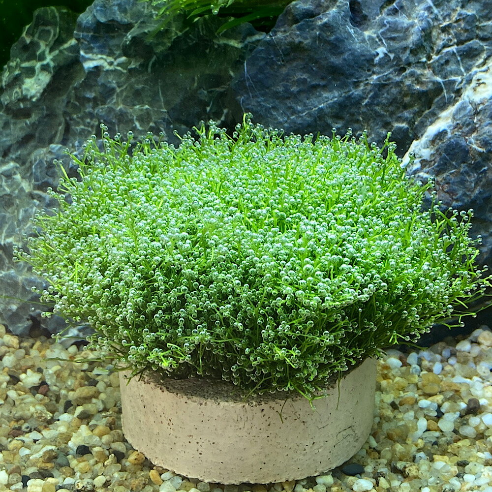 （水草）ハニカムシェルター　リシア　ミニ（水中葉）（無農薬）（1個）