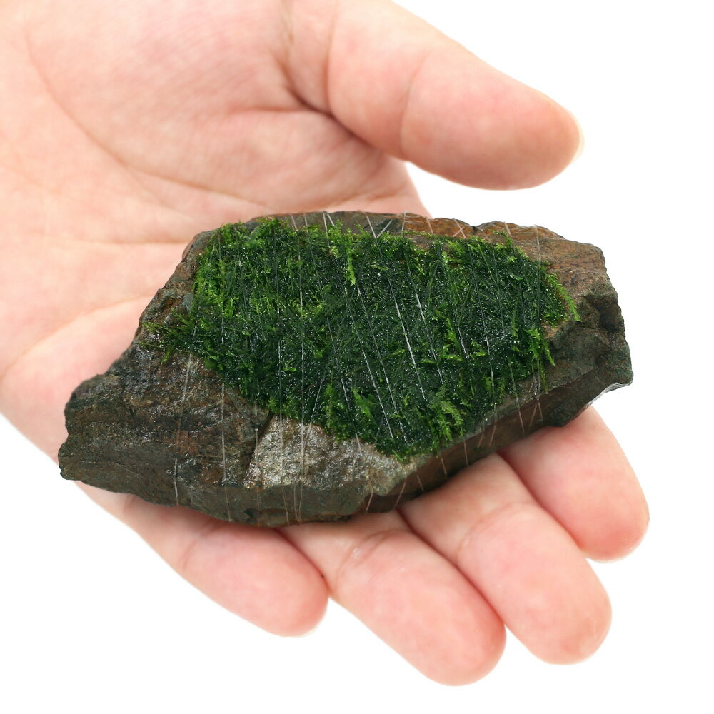 （水草）巻きたて　ウィローモス　風山石　Sサイズ（約10cm）（水中葉）（無農薬）...
