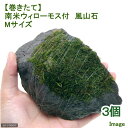 (水草)巻きたて 南米ウィローモス 風山石 Mサイズ(約14cm)(水中葉)(無農薬)(3個)