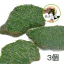 (水草)巻きたて ウィローモス スライス溶岩石 Mサイズ(水中葉)(無農薬)(3個)
