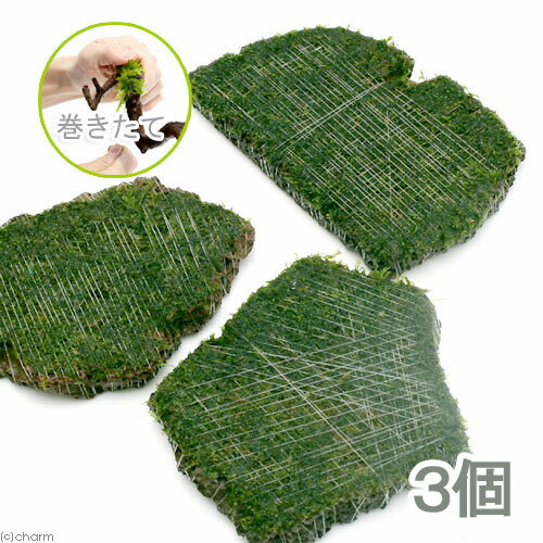 （水草）巻きたて　ジャイアント南米ウィローモス　スライス溶岩石　Mサイズ（水中葉）（無農薬）（3個）