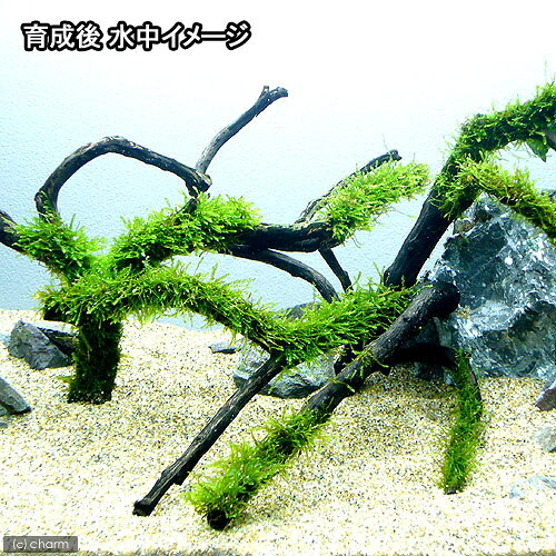 charm 3980 楽天市場店の（水草）巻きたて　ウィローモス　枝状流木　Mサイズ（約20cm〜）（水中葉）（無農薬）（3本）｜アングル3