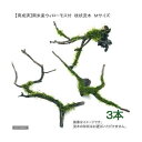 60cm水槽にお勧めの南米ウィローモス付枝状流木です。（長さ　約 20〜25cm程度）流木の形状はお任せになります。【育成済】南米ウィローモス付　枝状流木　Mサイズ販売名南米ウィローモス付　枝状流木　Mサイズ販売単位本　※長さ20〜30cm程度別名南米ウィローモス学名（※）Vesicularia　sp．（※）…改良品種や学名が不明の種は流通名での記載の場合があります。分類ハイゴケ科（Hypnaceae）ヴェシクラリア属（Vesicularia）分布不明どんな種類？育成難易度　→　★★★☆☆幾何学的な形状に葉を展開するウィローモスの仲間で、ウィローモスより若干明るめの色合いと整った印象から人気の高い種類です。ウィローモスより弱いですが、活着性も有り流木や石に活着させ、様々な方法で使用できる草です。レイアウト水槽は言うまでも無く、極少量のCO2と標準的な2灯式のライトで十分に見ごたえのある姿に育てられることから、生体メインの水槽のポイントとして重宝される種類です。育成面での要求はそれ程厳しくありませんが、最大の魅力である整った葉の形を楽しむのであればやや明るめの照明、少量のCO2と肥料分の添加を行った方が良いです。水質にもうるさくなく、底床もソイル、砂利系どちらでも構いません。元々水草育成をメインにセッティングした水槽ではそれ程難なく育てることができる種類ですが、グロッソスティグマやグリーンロタラ向けにセッティングした、高光量で肥料が多目の水槽ではエビを活用してコケの発生を防ぐようにしましょう。活着性は弱めなので、石や流木に括り付けるにはテグスの使用がお勧めです。新芽がコンスタントに伸び始めていることが確認できたら、一度葉をカットすると次から生えてきた葉がきれいに生え揃うのもウィローモスと同じです。できあがった茂みは美しく、ついついカットをためらってしまいますが、あまり密集しすぎると光のあたらない部分ができてしまい、そこから枯れて剥がれてしまったり、またゴミや排泄物が溜まって水質の悪化の原因となります。時々カットして下の葉にも十分に光が当たるようにしたり、水替えの際にホースで間に溜まっているゴミを吸い出すようにすると、予想外のトラブルを未然に防ぐことができます。美しい幾何学的な茂みと若干のCO2の添加で維持できる、茂みが隠れ家となり、また微生物が発生しやすいポイントともなる、と言うことから、見た目と実用を兼ねてブリーディングに用いられること多い種類です。コケ取りはエビ類となりますが、南米産ウィローモスメインの水槽であれば、光量を抑え気味に設定し、コケの発生を防ぐ方法もお勧めです。様々なバリエーションがあるモスの仲間でも、南米産ウィローモス程、整った印象を持つものは他にありません。一般的な水草水槽の環境であれば、他の草の陰になる様な位置でも十分に美しく育ちますので、応用範囲も広いです。また環境への要求がシビアでないことから、小型水槽への使用にも耐えうる種類です。葉を短く維持すれば前景に、長く伸ばせば後景にと、小型水槽の中一つを取ってみても、様々な用途に使用できます。三角形の幾何学的な茂みを作る明るい緑のウィローモスです。育成要件＆データ光量　　　　　→　60cm20W3灯以上CO2　　　　 →　無くても可　1滴／3秒（60cm標準水槽相当）pH　　　　　　→　5〜7GH　　　　 　 →　0〜6kH　　　　　　→　0〜6温度　　　　　→　20〜27度底砂　　　　　→　ソイル、砂、大磯推奨水槽　　→　30cm以上　植栽位置　　→　前□■■□□後草姿　　　　　→　コケ・モス類、活着系最大草姿　　→　−生長速度　　→　遅め増殖方法　　→　枝わかれ※…育成環境は一例です。必ずしもこの環境下であれば育つことを確約するものではございません。注意※表記サイズは1株（1本）でのおおよその目安です。育成環境や、成長の度合いにより最大サイズは異なります。※入荷状況等により、三角形が完全に出ていない場合もございますが、生長と共に出てきます。※モス活着製品は成長具合より写真と異なる姿の場合がございます。PSBQ10　ピーエスビーキュート　淡水用　30mL5個セット　光合成細菌　バクテリア　熱帯魚（生餌）淡水用　微生物で水質向上セット　エサ用ゾウリムシミックス＋PSBQ10　本州四国限定（エビ）ヤマトヌマエビ（5匹）　北海道・九州航空便要保温（エビ）ミナミヌマエビ（10匹）（＋1割おまけ）　北海道・九州航空便要保温（熱帯魚）オトシンクルス（3匹）　北海道・九州航空便要保温多機能リングろ材　LIFE　MULTI（ライフマルチ）　約500mL（16個入）Fe　Energy（エフイーエナジー）　アクア　濃縮タイプ　20mL　（水草の栄養液）日本動物薬品　ニチドウ　水草が育つCO2リキッド　2本入　（緑）アクロ　化学反応式CO2ジェネレーターセット　クエン酸重曹付属　水草育成 … _aqua　熱帯魚　水草　モス・シダ付流木　モス付　枝状　Mサイズ　20cm〜　南米産ウィローモス　■　南米ウィローモス付　枝状流木　1本　20120917　DK　箱売り　saki27to09　bnr_mzkslft_okdk　motohakouri　しだ　羊歯　47house　catmossraise2022southwillow　育成済　南米ウィローモス　約20cm〜　水中葉　無農薬　3本　育成済み　woodplants（水草）育成済　南米ウィローモス　枝状流木　Mサイズ（約20cm〜）（水中葉）（無農薬）（1本）構成する商品内容は在庫状況により予告無く変更になる場合がございます。予めご了承下さい。■この商品をお買い上げのお客様は、下記商品もお買い上げです。※この商品には付属しません。■PSBQ10　ピーエスビーキュート　淡水用　30mL5個セット　光合成細菌　バクテリア　熱帯魚（生餌）淡水用　微生物で水質向上セット　エサ用ゾウリムシミックス＋PSBQ10　本州四国限定（エビ）ヤマトヌマエビ（5匹）　北海道・九州航空便要保温（エビ）ミナミヌマエビ（10匹）（＋1割おまけ）　北海道・九州航空便要保温（熱帯魚）オトシンクルス（3匹）　北海道・九州航空便要保温多機能リングろ材　LIFE　MULTI（ライフマルチ）　約500mL（16個入）Fe　Energy（エフイーエナジー）　アクア　濃縮タイプ　20mL　（水草の栄養液）日本動物薬品　ニチドウ　水草が育つCO2リキッド　2本入　（緑）アクロ　化学反応式CO2ジェネレーターセット　クエン酸重曹付属　水草育成