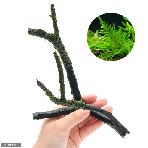 （水草）巻きたて　ジャイアント南米ウィローモス　枝状流木　Mサイズ（約20cm〜）...